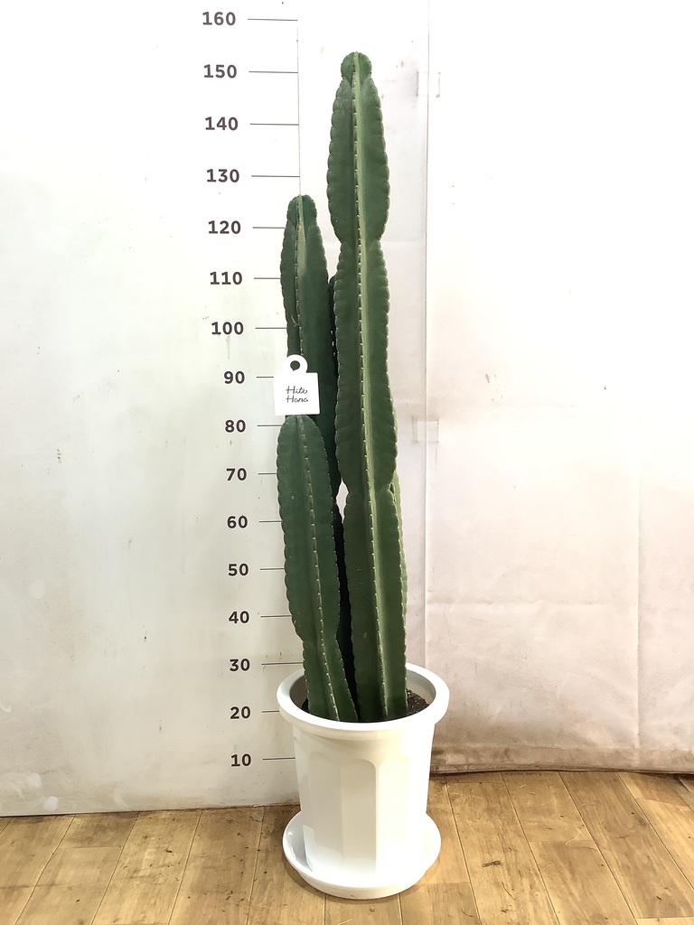 柱サボテン 1点もの（現品・現物） | 観葉植物通販HitoHana(ひとはな)