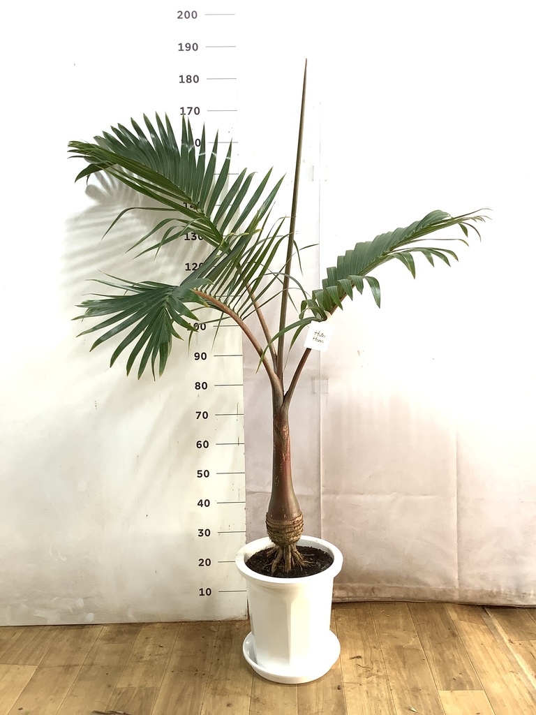 トックリヤシ　3月10日まで販売中〜★ 観葉植物 トックリヤシ 10号 プラスチック鉢 | 観葉植物ならHitoHana