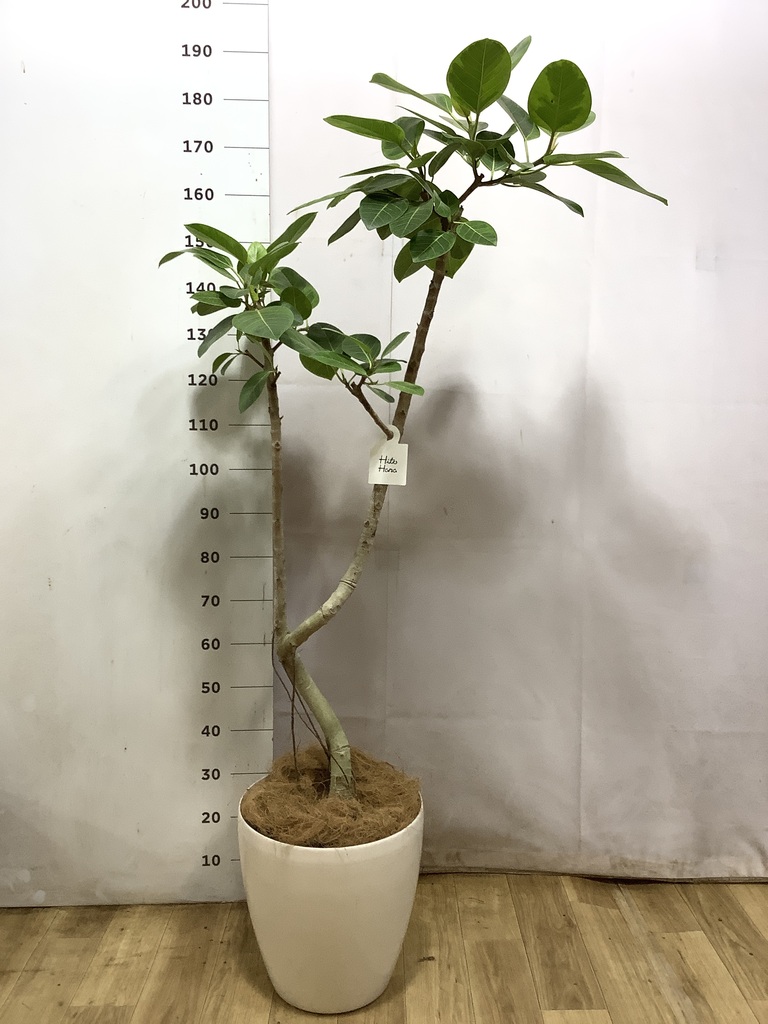 フィカス アルテシーマ 10号 | 観葉植物 | インテリアやギフトに