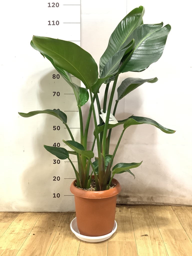 ①高さ約130㎝葉も大きく硬くしっかりとしたオーガスタ8号鉢 オーガスタ 8号 | 観葉植物の通販ならHitoHana