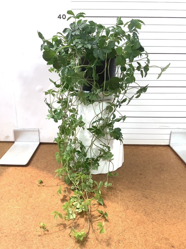 ハンギングプランツ | 観葉植物の通販ならHitoHana（ひとはな）