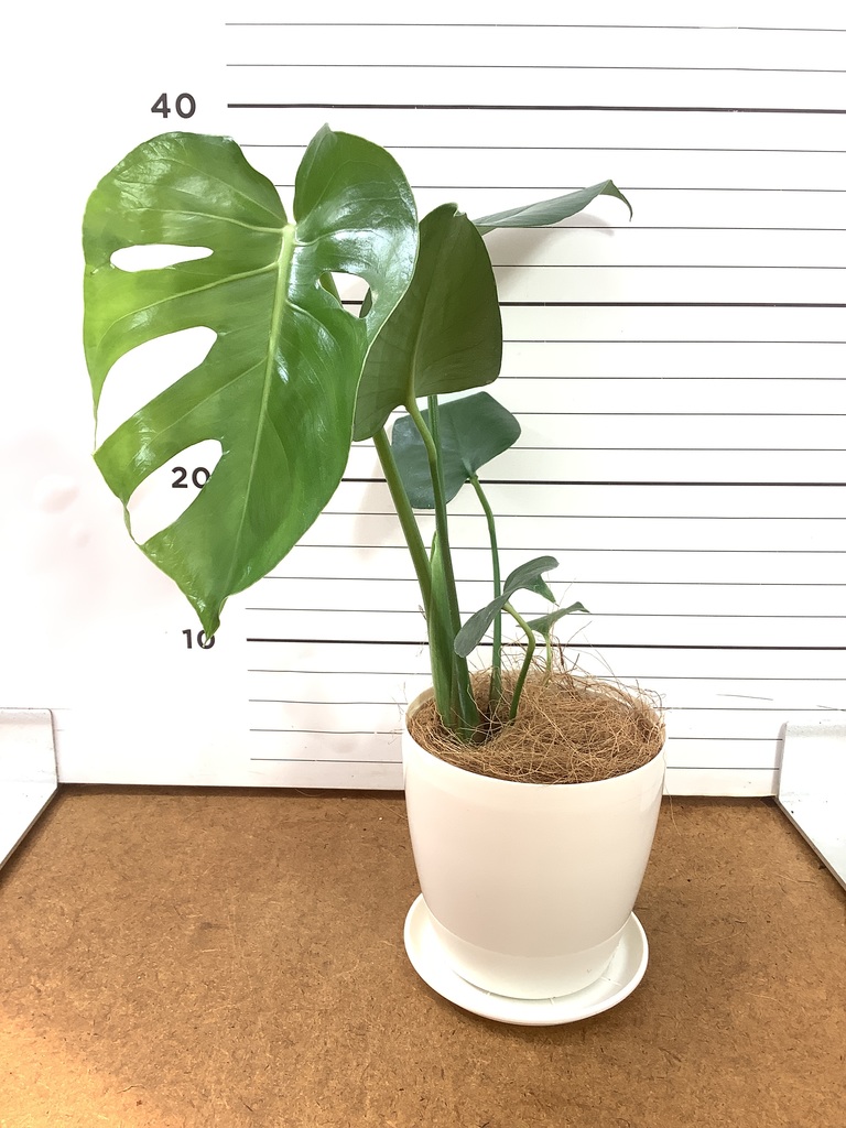 モンステラ　Spruceana スプルセアナ　4号 モンステラ 4号 | 観葉植物通販HitoHana(ひとはな)