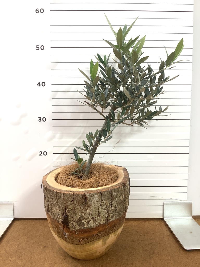 オリーブの木 7号 創樹 | 観葉植物通販HitoHana(ひとはな)