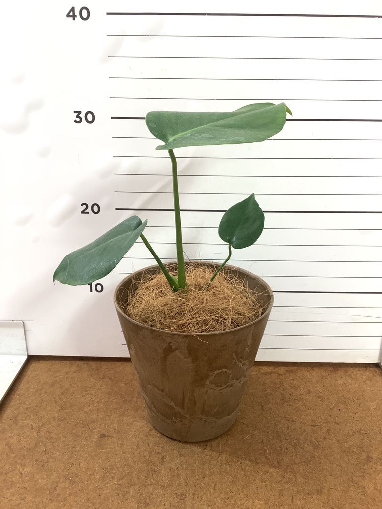 観葉植物 モンステラ 3号 エステリ ピンク 付き | 観葉植物なら