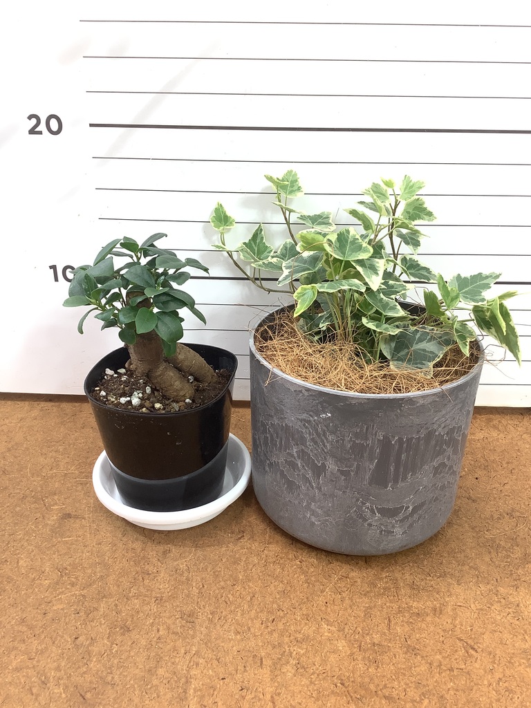 観葉植物 初心者にもおすすめお試し2点セット（ガジュマル 3号
