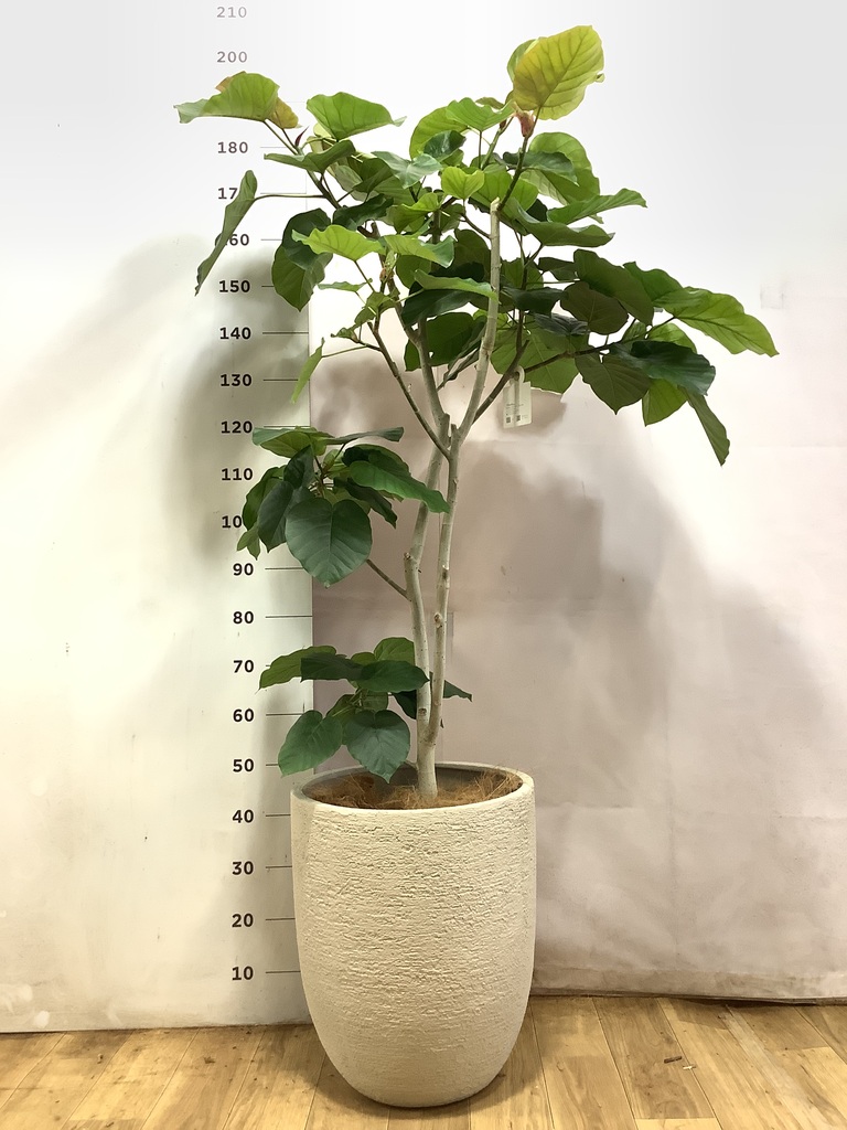 フィカス ウンベラータ | 観葉植物通販 HitoHana