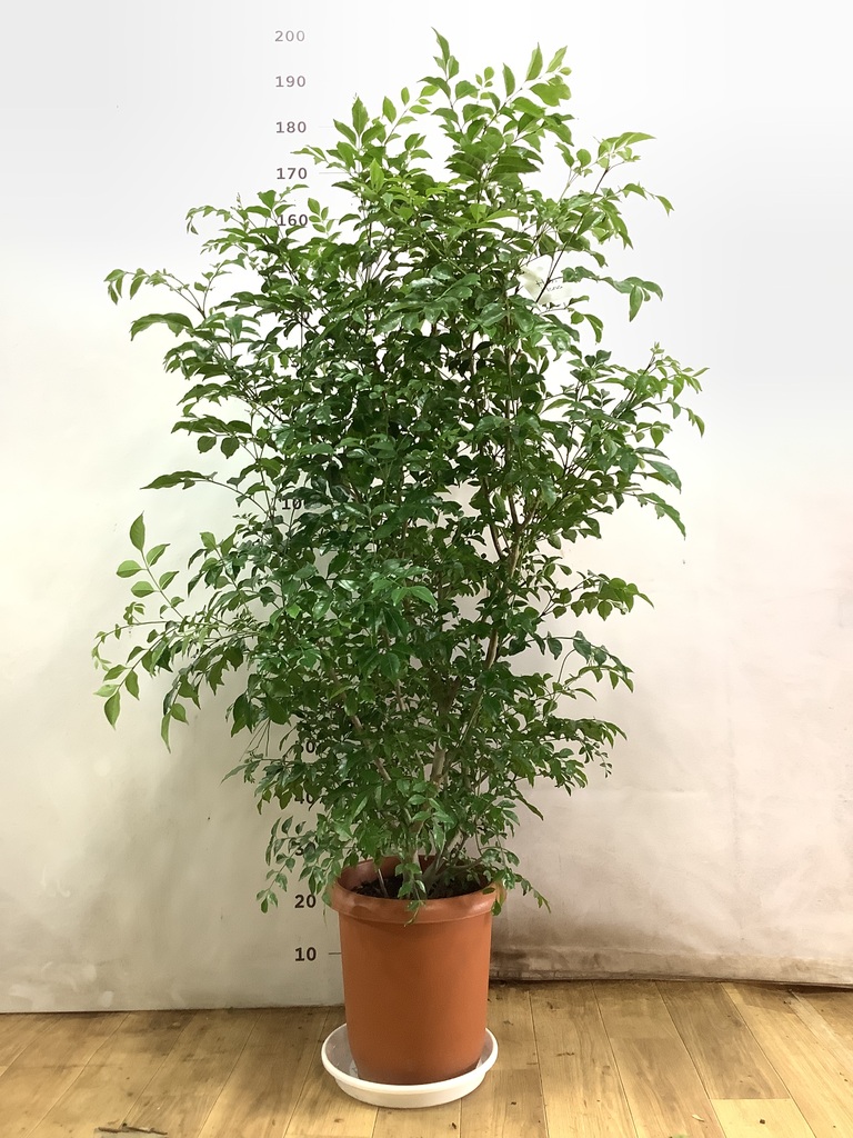 観葉植物 シマトネリコ 【180cm】 10号 幹立ち #72040 ※1都3県配送限定