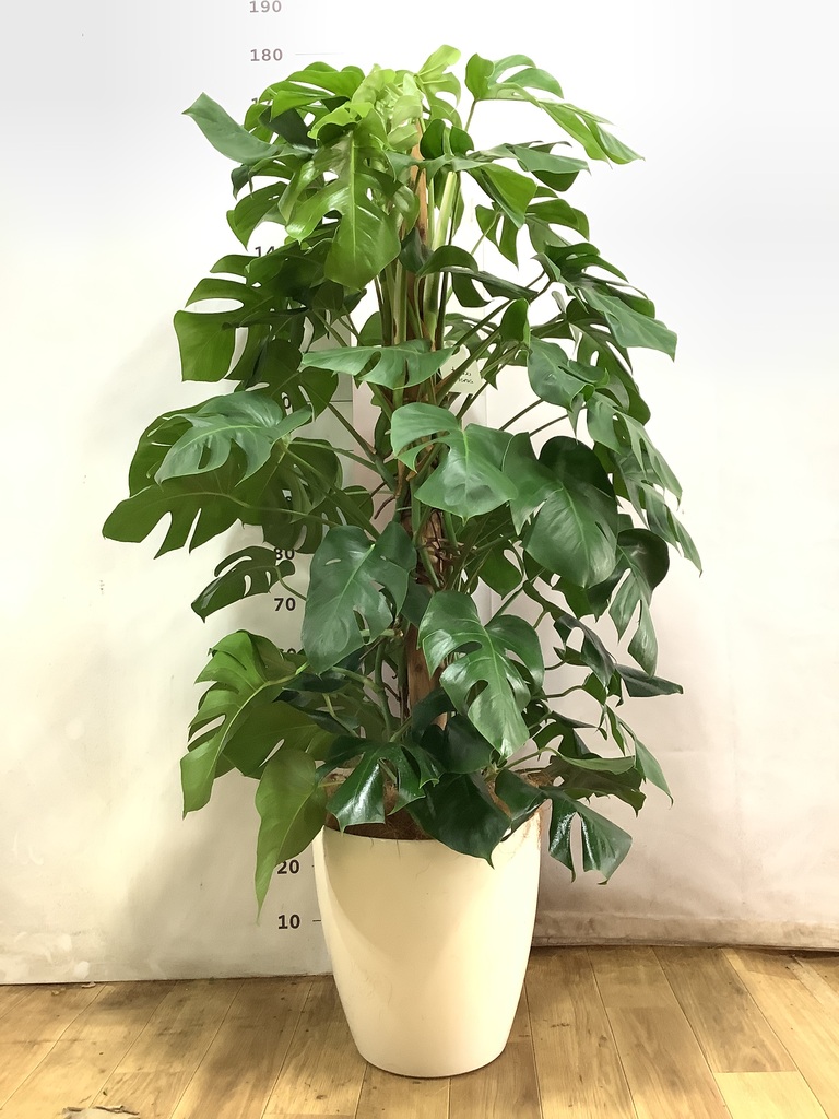 モンステラ 約1.6メートル 8号　現品 モンステラ 1点もの | 観葉植物 | 送料無料でお届け - Hitohana（ひと