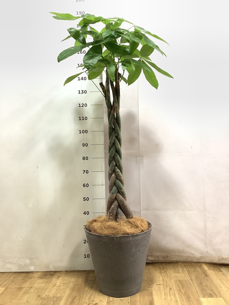 パキラ 10号 | 観葉植物の通販ならHitoHana（ひとはな）