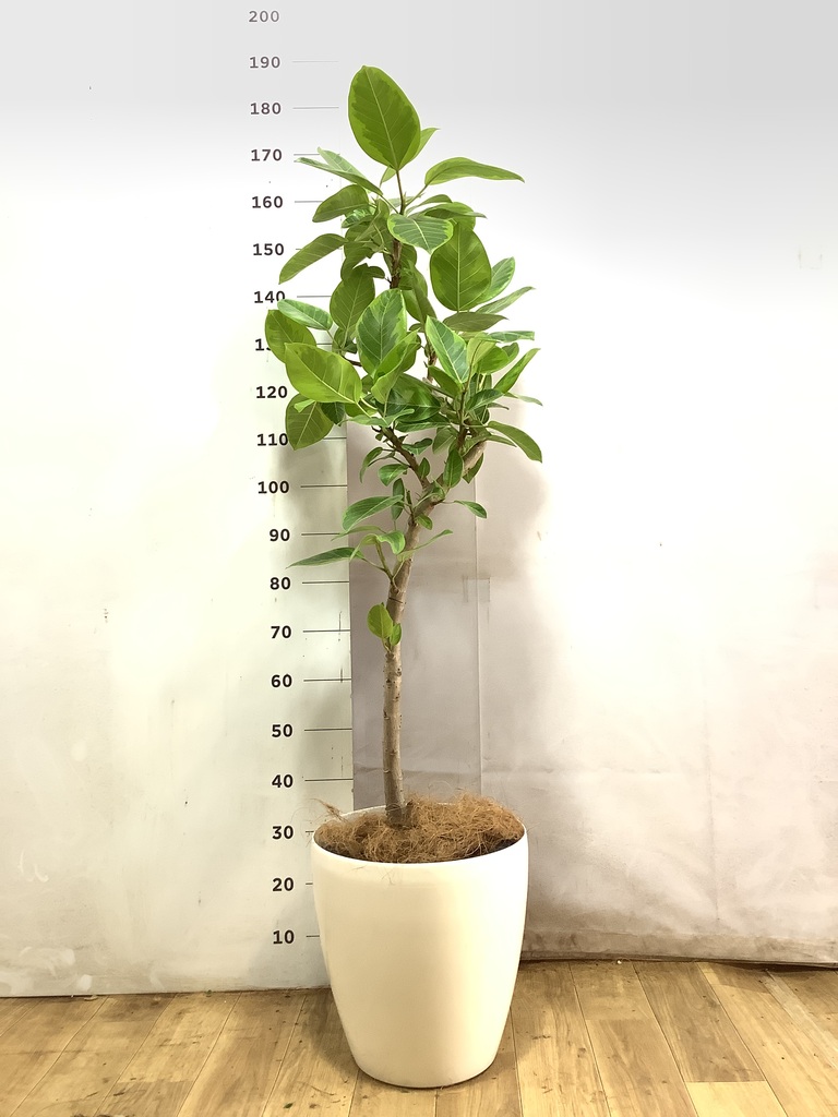 フィカス アルテシーマ 10号 | 観葉植物 | インテリアやギフトに