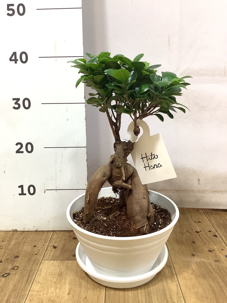ガジュマル 7号 | 観葉植物通販HitoHana(ひとはな)