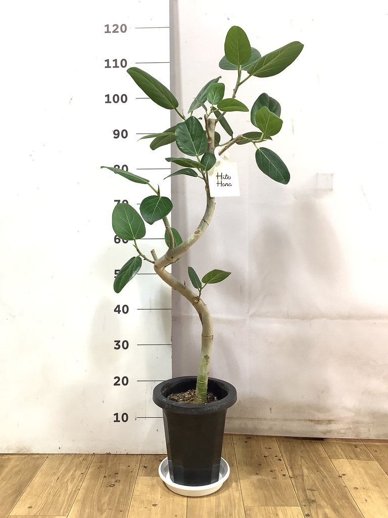 フィカス ベンガレンシス 1点もの（現品・現物） | 観葉植物 | 送料