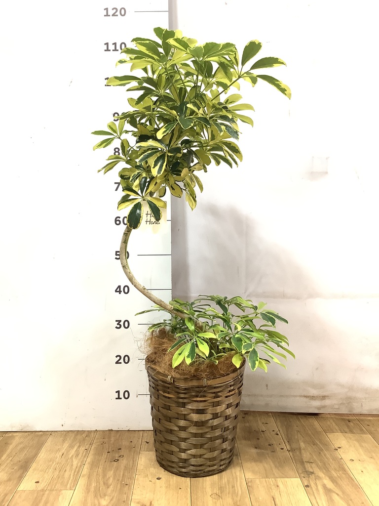 シェフレラ（カポック） 7号 | 観葉植物の通販ならHitoHana（ひとはな）