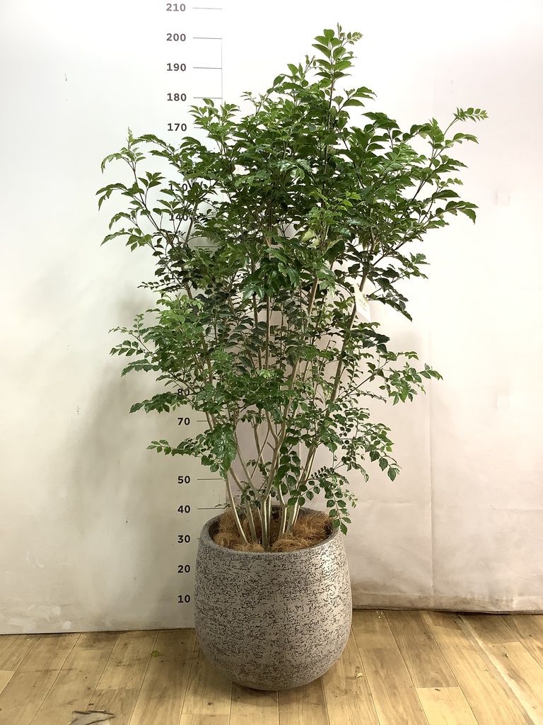 シマトネリコ 10号 | 観葉植物 | 送料無料でお届け - Hitohana（ひとはな）