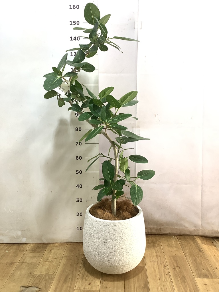 フィカス ベンガレンシス 1点もの（現品・現物） | 観葉植物 | 送料