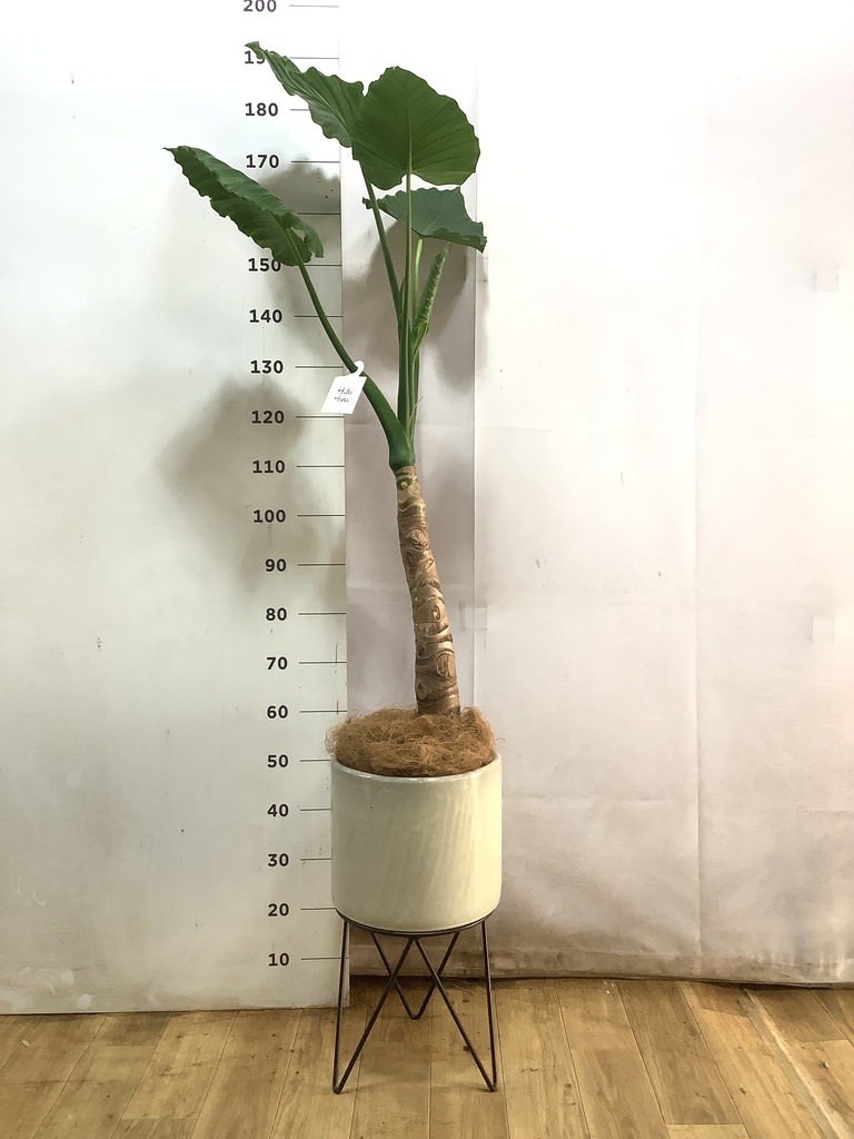 観葉植物 アロカシア 8号 オドラ（クワズイモ） ライム ドゥオ