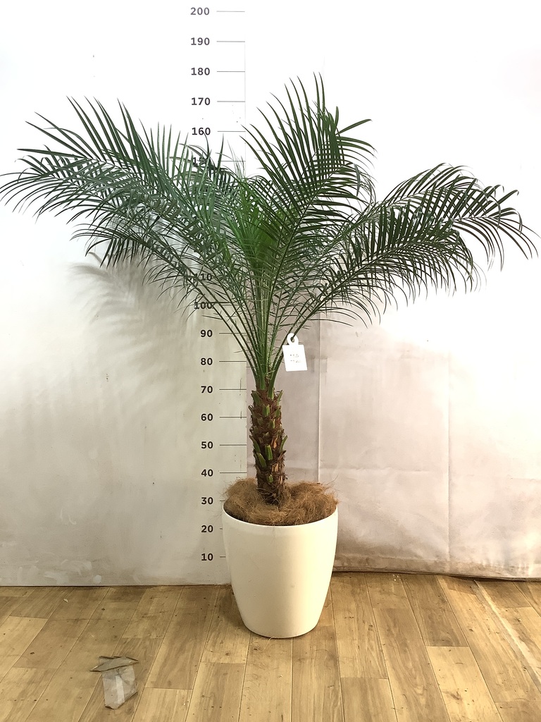 フェニックスロベレニー 10号 | 観葉植物 | インテリアやギフトに