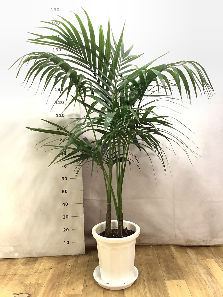 観葉植物 ケンチャヤシ 10号 プラスチック鉢 | 観葉植物ならHitoHana