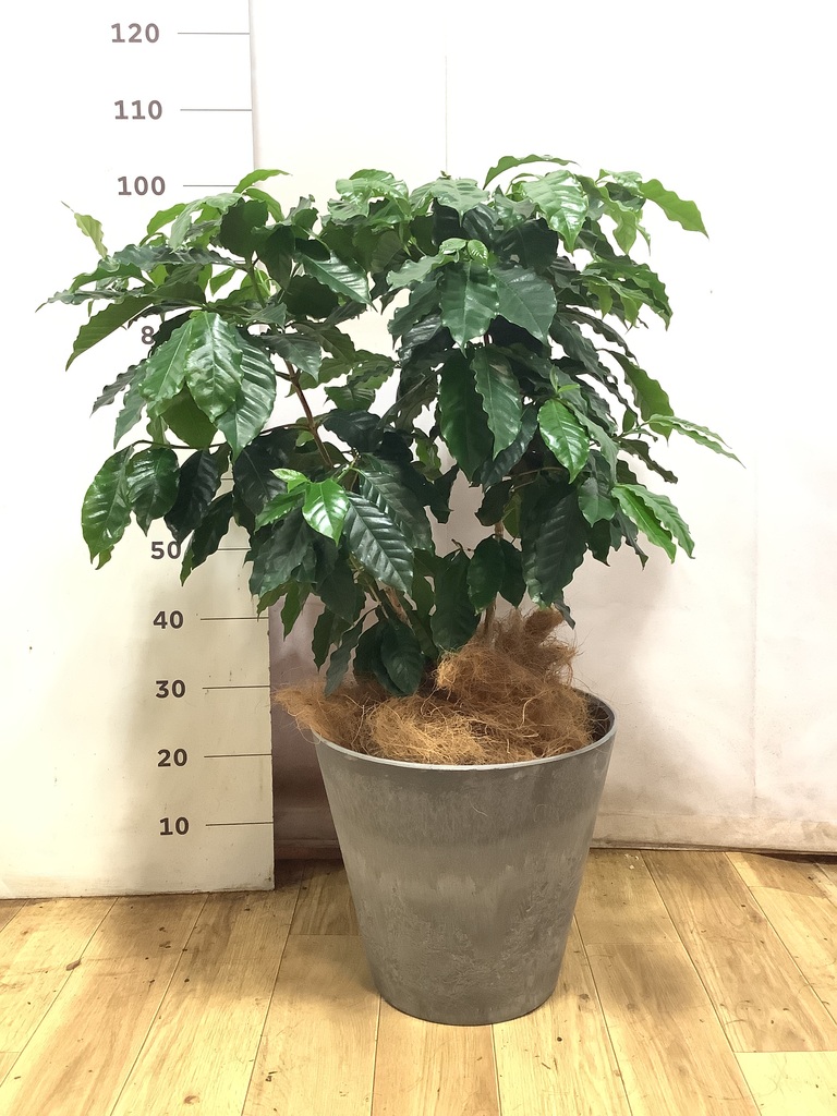 観葉植物 コーヒーの木 8号 アートストーン ラウンド グレー 付き