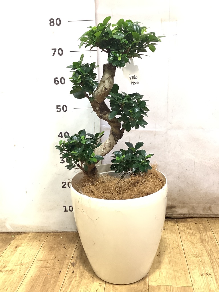 ガジュマル 8号 | 観葉植物通販HitoHana(ひとはな)