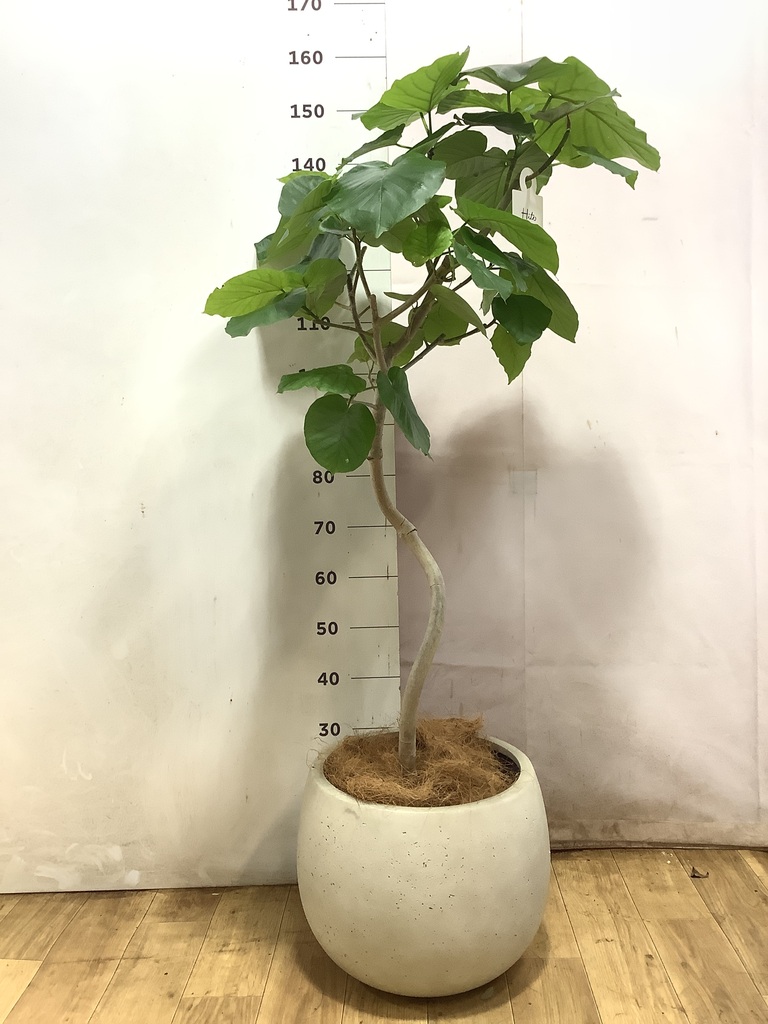 フィカス ウンベラータ | 観葉植物通販 HitoHana