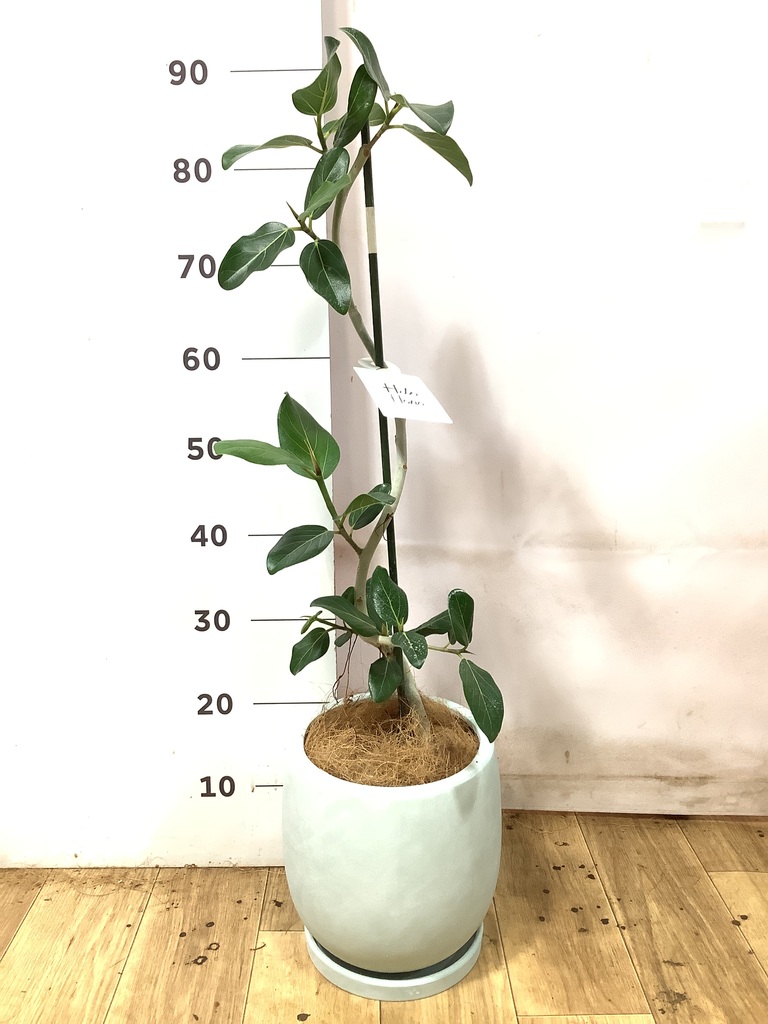 フィカス ベンガレンシス 5号 | 観葉植物通販 HitoHana（ひとはな）