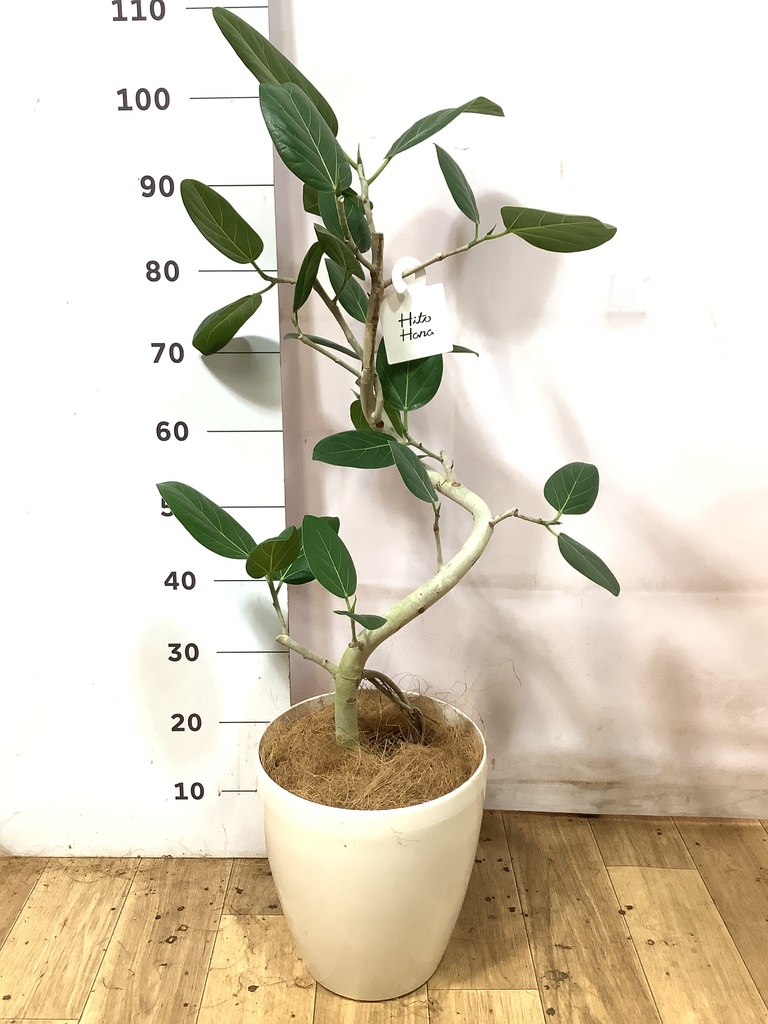 フィカス ベンガレンシス 1点もの（現品・現物） | 観葉植物 | 送料