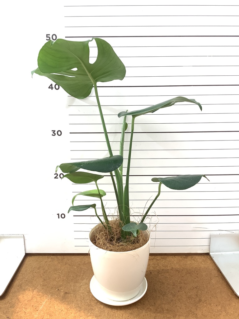 モンステラ 1点もの | 観葉植物 | 送料無料でお届け - Hitohana（ひと
