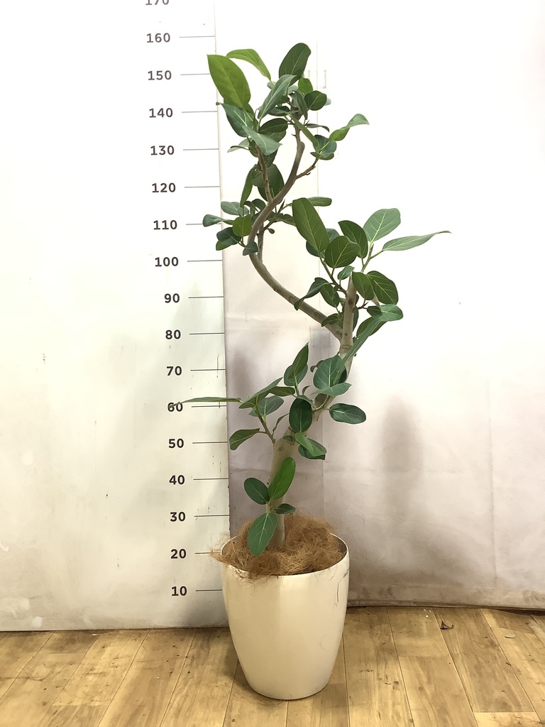 フィカス ベンガレンシス 1点もの（現品・現物） | 観葉植物 | 送料