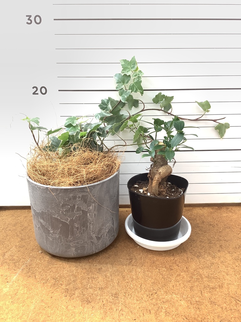 観葉植物 初心者にもおすすめお試し2点セット（ガジュマル 3号