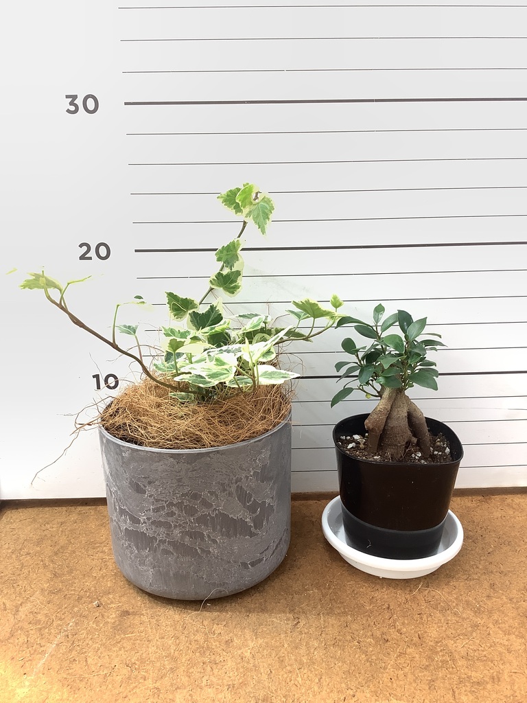 限定10セット　奇跡の天然鉱石「ぐんぐん玉」観葉植物用です。 SALE 楽天市場】「 家庭菜園 寄せ植え 観葉植物の土」12L/袋 ぐんぐん育つ 園芸養土・薬品