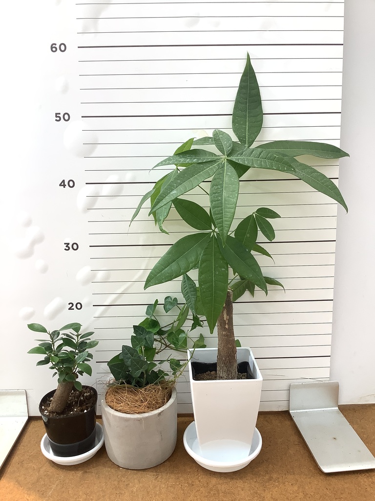 観葉植物 初心者にもおすすめお試し3点セット（パキラ 4号・ガジュマル