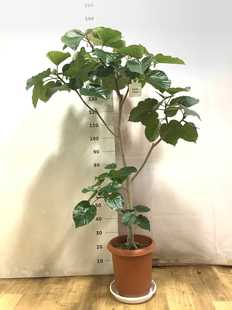 フィカス ウンベラータ 5号 | 観葉植物通販 HitoHana（ひとはな）