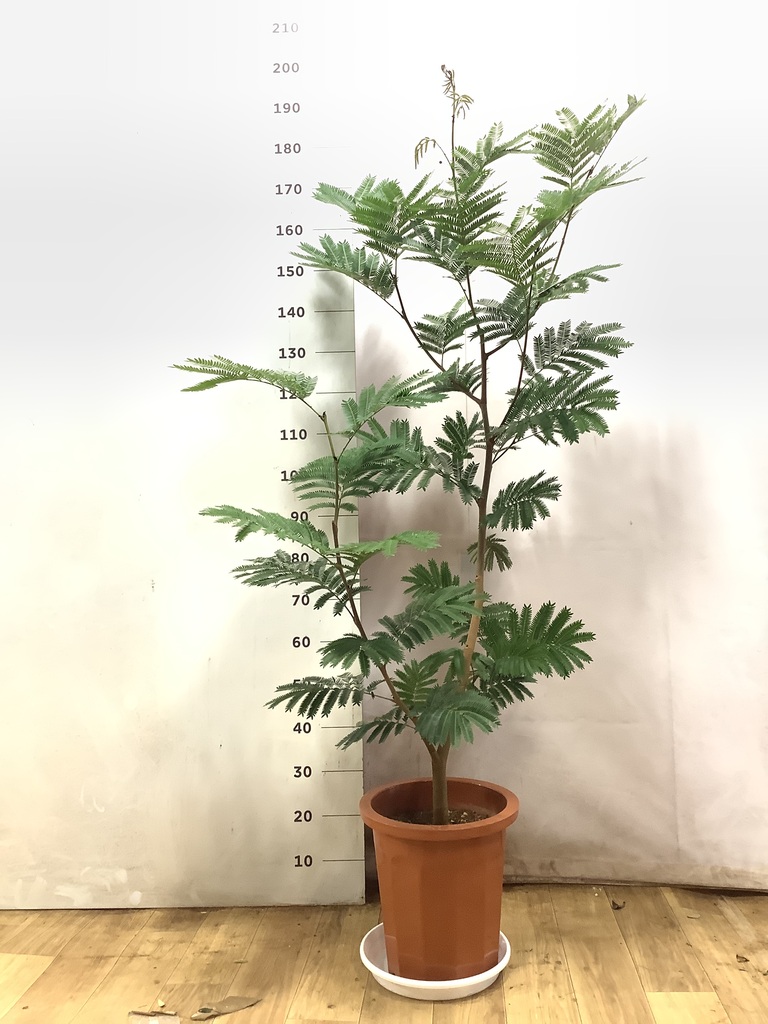 エバーフレッシュ | 観葉植物の通販ならHitoHana（ひとはな）