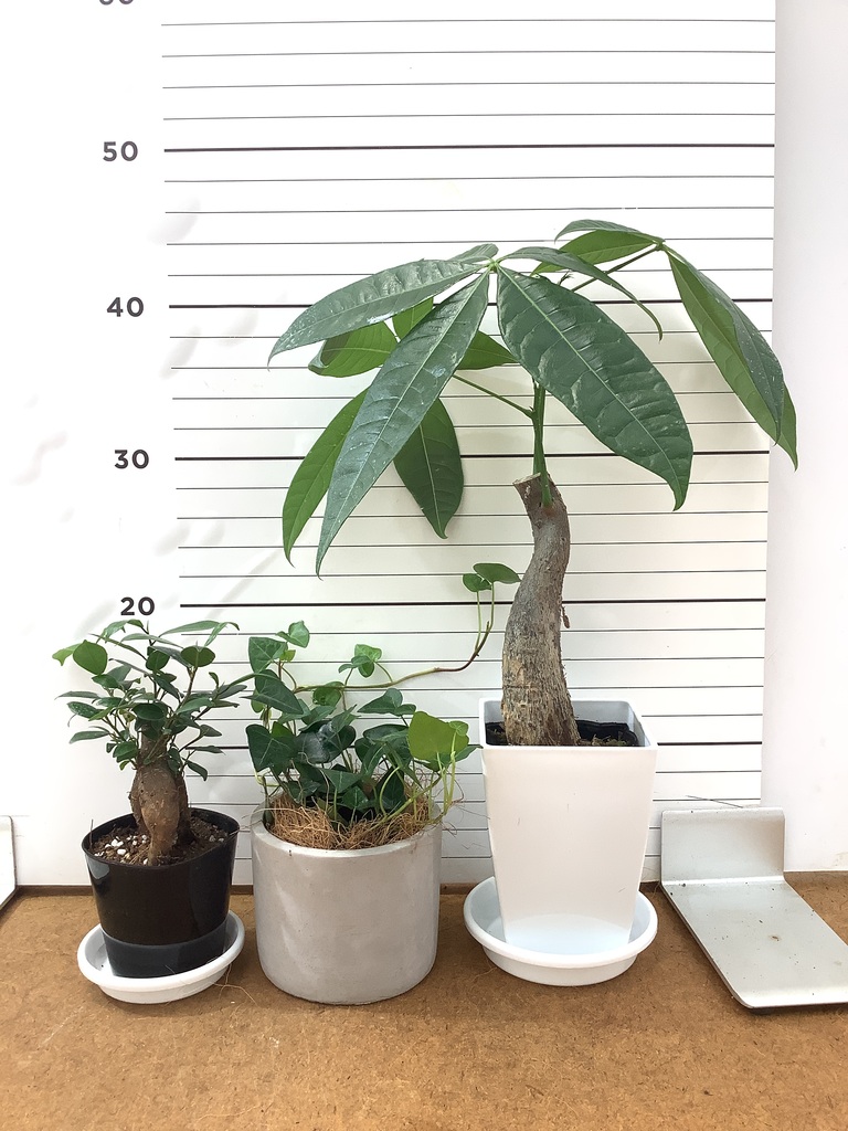 ガジュマル 1点もの（現品・現物） | 観葉植物通販HitoHana(ひとはな)