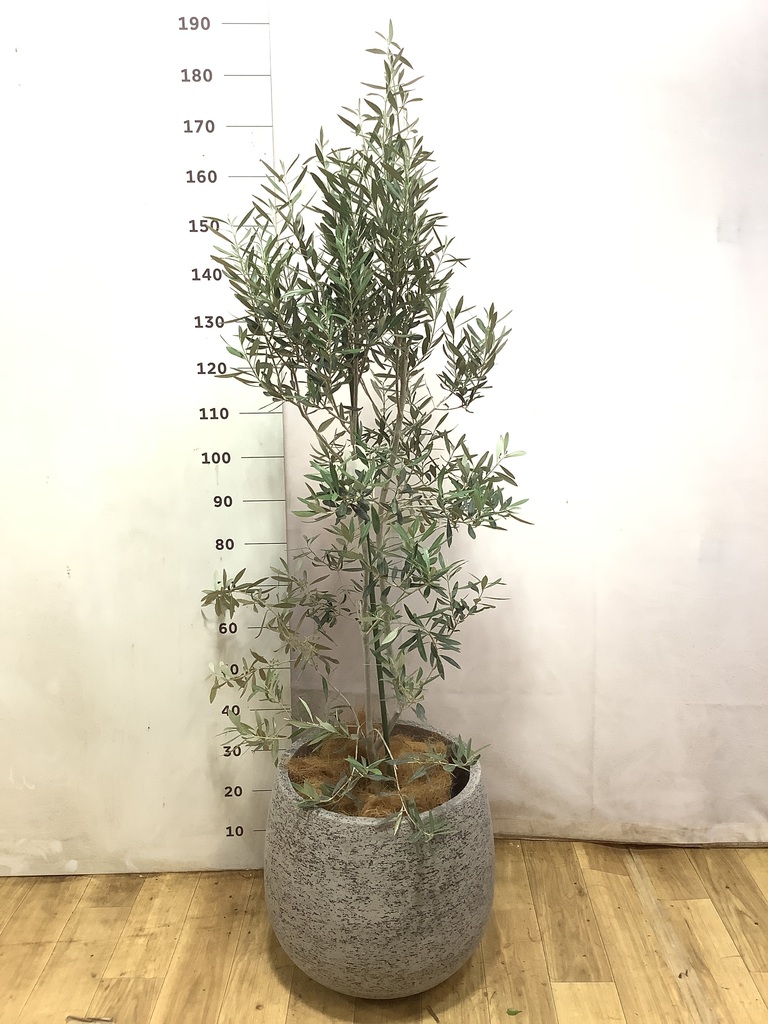 オリーブの木 1点もの（現品・現物） | 観葉植物通販HitoHana(ひとはな)