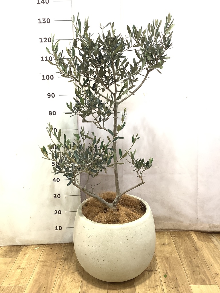 観葉植物 オリーブ 8号 ルッカ バスク キューブ 付き | 観葉植物なら