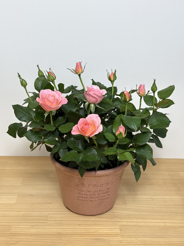 ミニバラ ピンク鉢植え 産地直送 ミニバラ ピンク 6号鉢植え／岐阜 セントラルローズからお