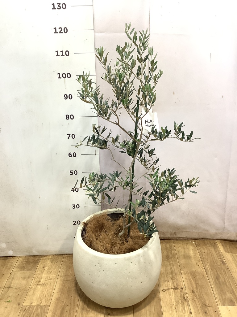 観葉植物 オリーブの木 8号 カヨンヌ ベータ キューブプランター