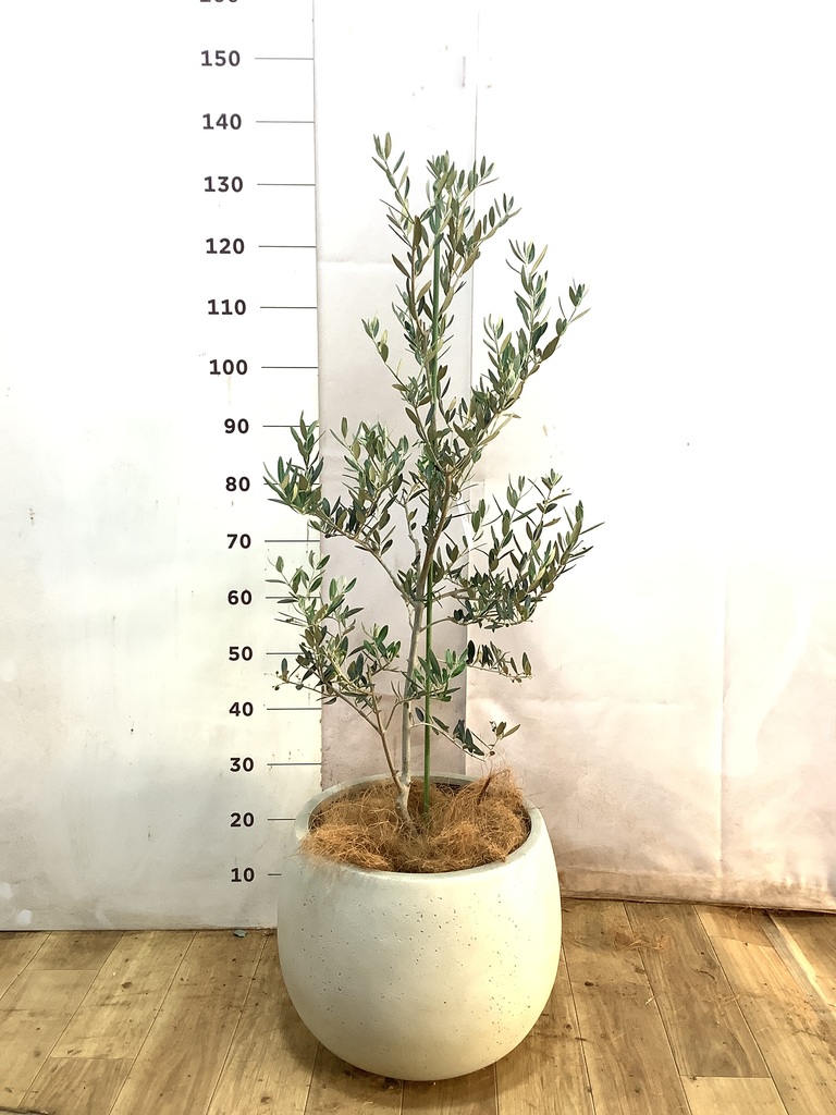 観葉植物 オリーブの木 8号 カヨンヌ ベータ キューブプランター