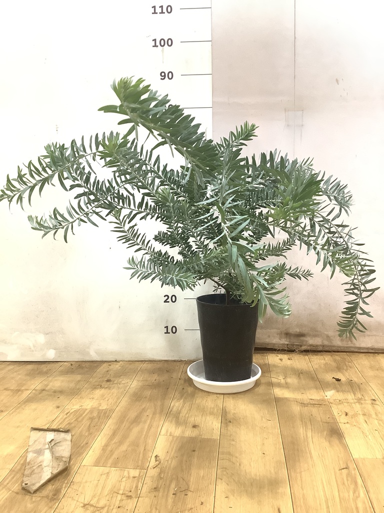 アカシア ブルーブッシュ 写真 | 観葉植物通販HitoHana(ひとはな)