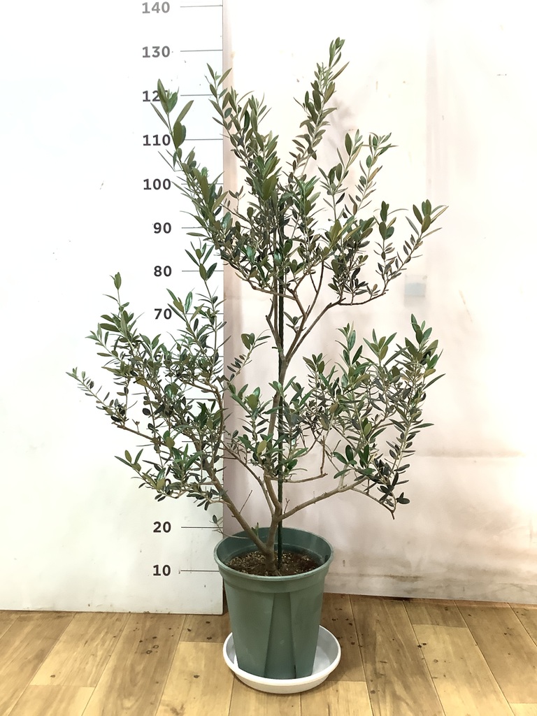 観葉植物 オリーブの木 8号 マンザニロ プラスチック鉢 / 小倉園