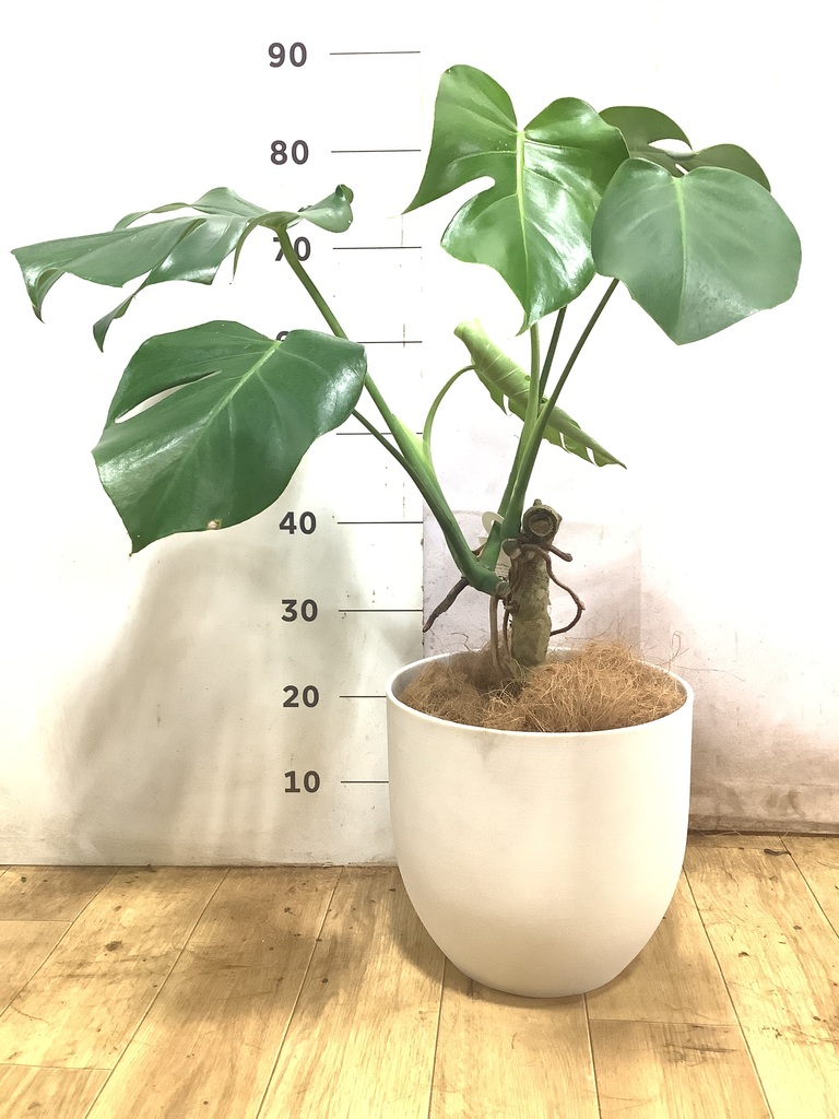 観葉植物 モンステラ 6号 根あがり プラスチック鉢 | 観葉植物なら