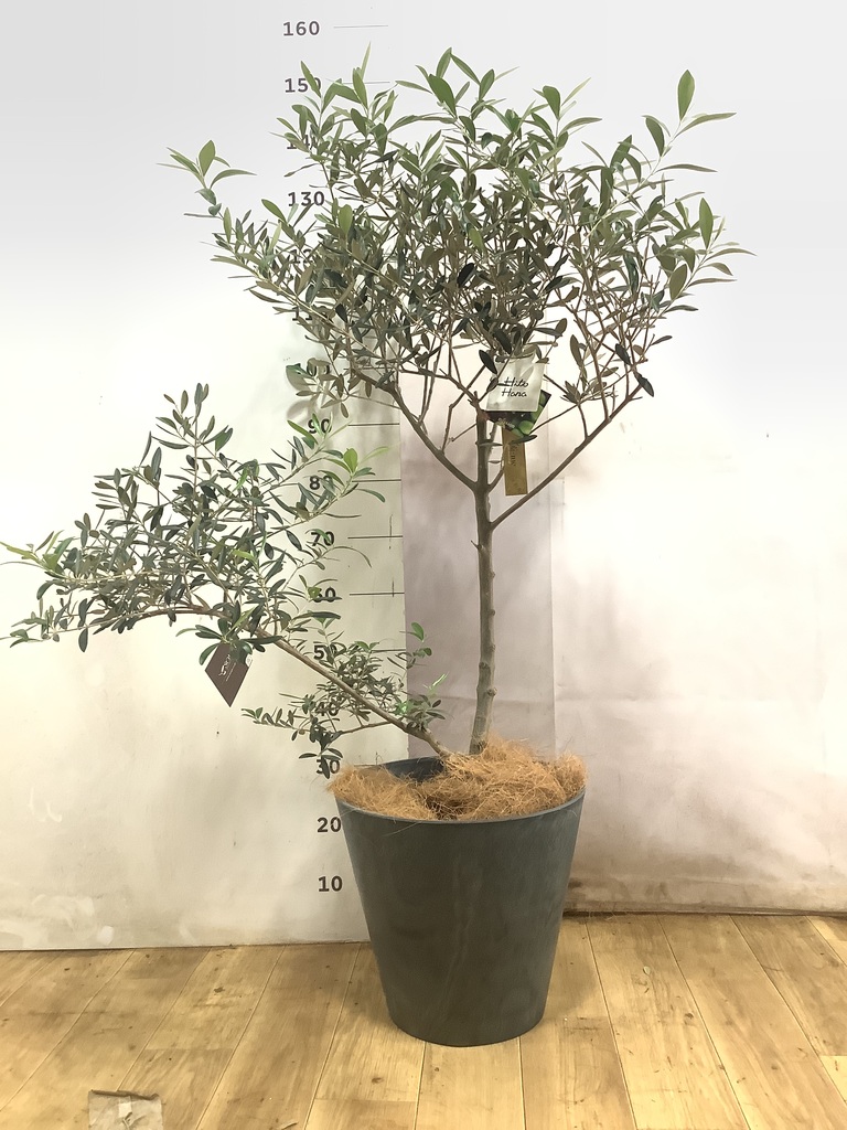 観葉植物 オリーブの木 8号 創樹 オリーミー Eco Stone (エコストーン 観葉植物 オリーブの木 8号 創樹 オリーミー Eco Stone (エコストーン
