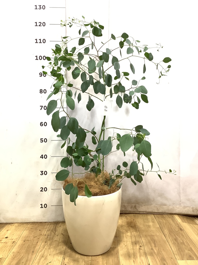 ユーカリ ポポラス（ポリアンセモス） | 観葉植物通販HitoHana