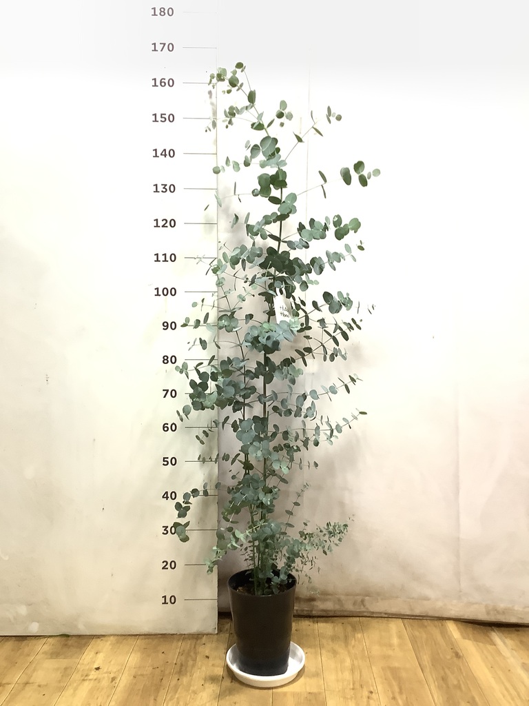 観葉植物 ユーカリ 7号 グニー プラスチック鉢 | 観葉植物ならHitoHana