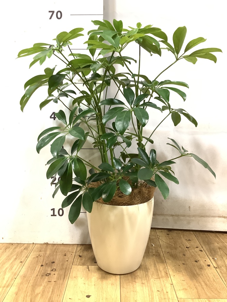 観葉植物 シェフレラ（カポック） 5号 ノーマル フォレスト トール