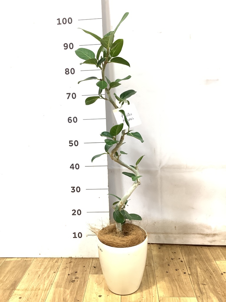 観葉植物 フィカス ベンガレンシス 5号 曲り プラスチック鉢 | 観葉