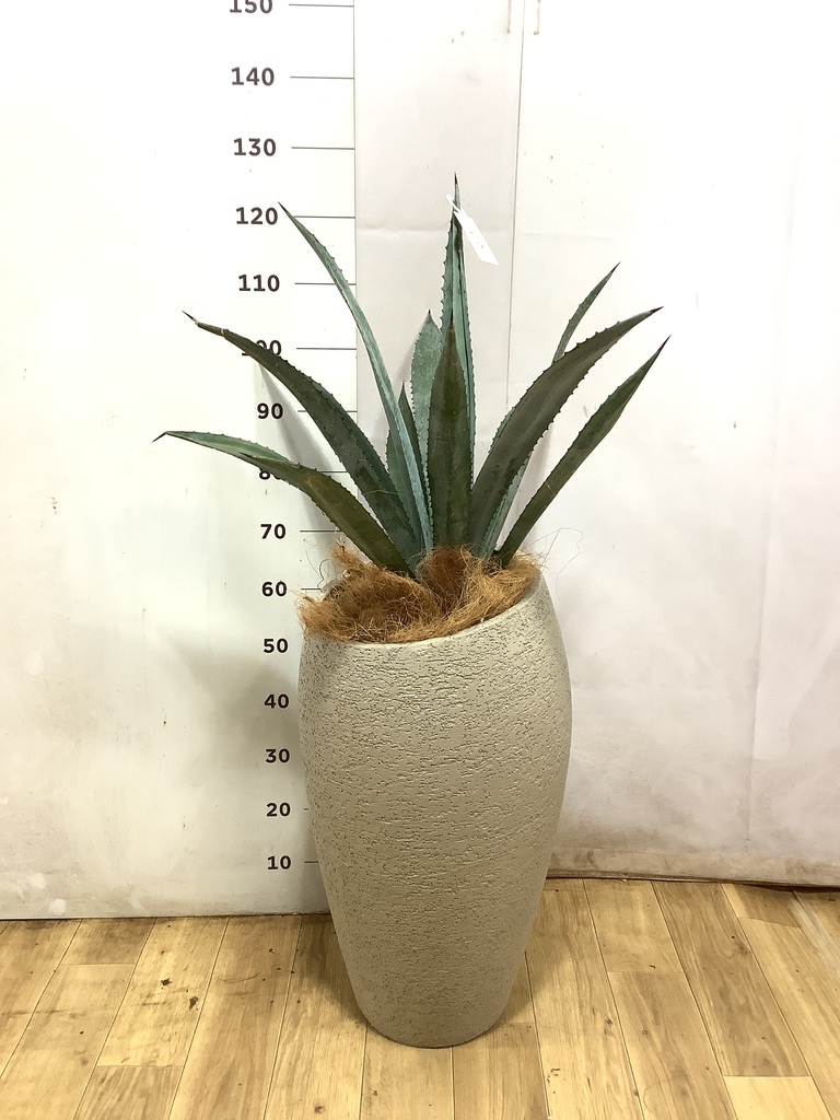 観葉植物 アガベ 8号 アメリカーナ アートストーン ラウンド TERRA