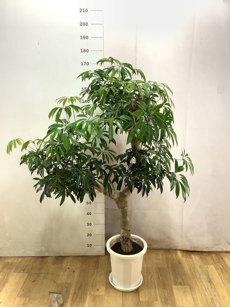 シェフレラ木立 観葉植物 カポック（シェフレラ） 【170cm】 13号 #72076 ※1都3県配送
